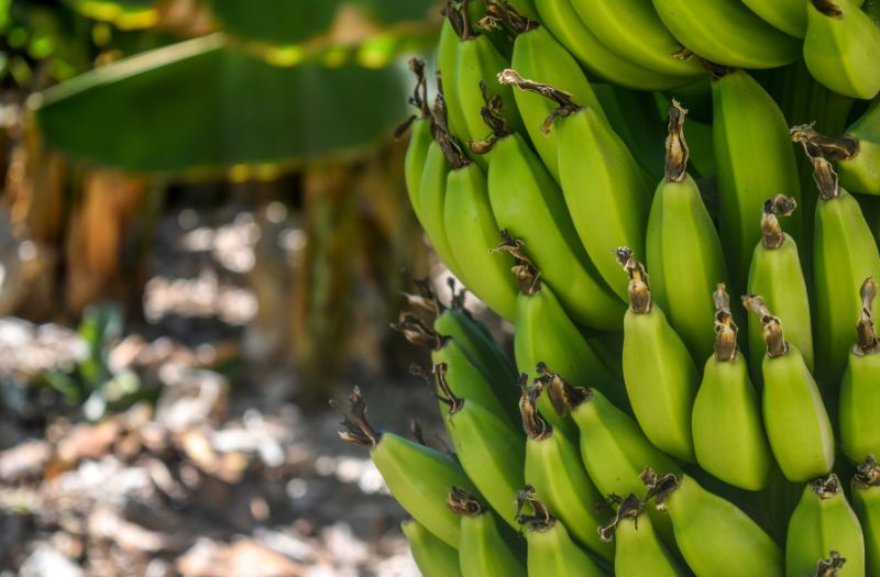 Bananier gelé