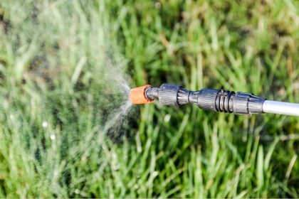 Désherbant naturel qui tue les racines