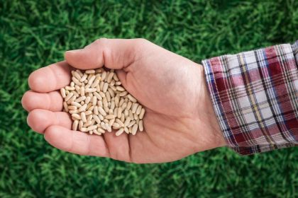 Semer du gazon sans recouvrir les graines