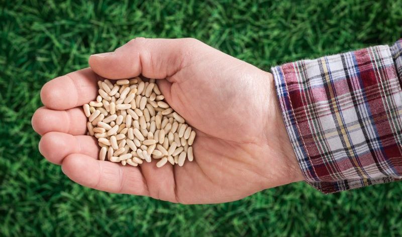 Semer du gazon sans recouvrir les graines