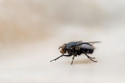 ou pondent les mouches