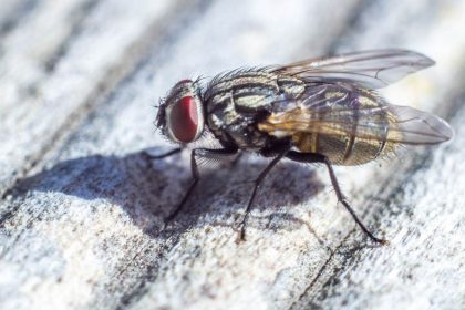pupe de mouche dans la maison