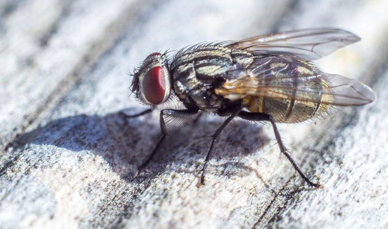 pupe de mouche dans la maison