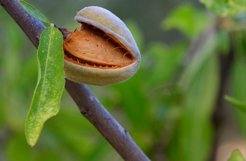 manger trop d'amandes danger